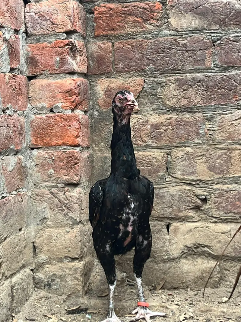 aseel hens — photo 4