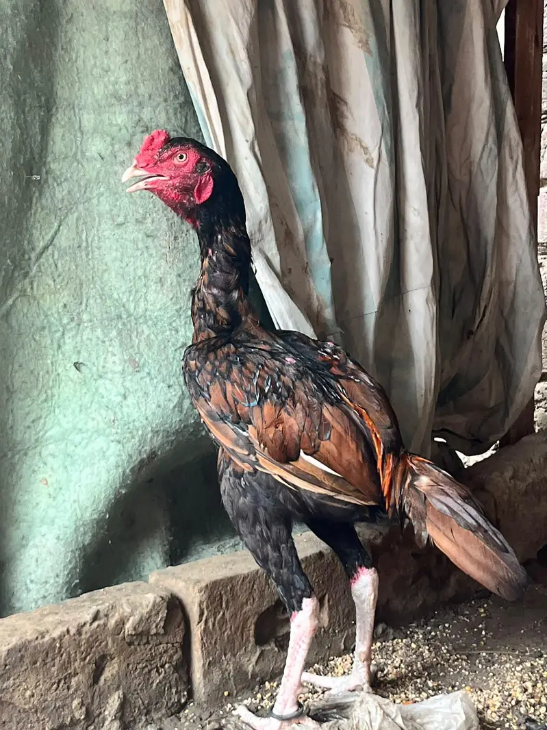 aseel hens — photo 5