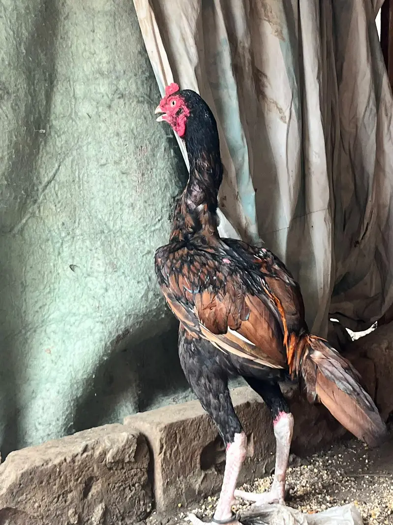 aseel hens — photo 6