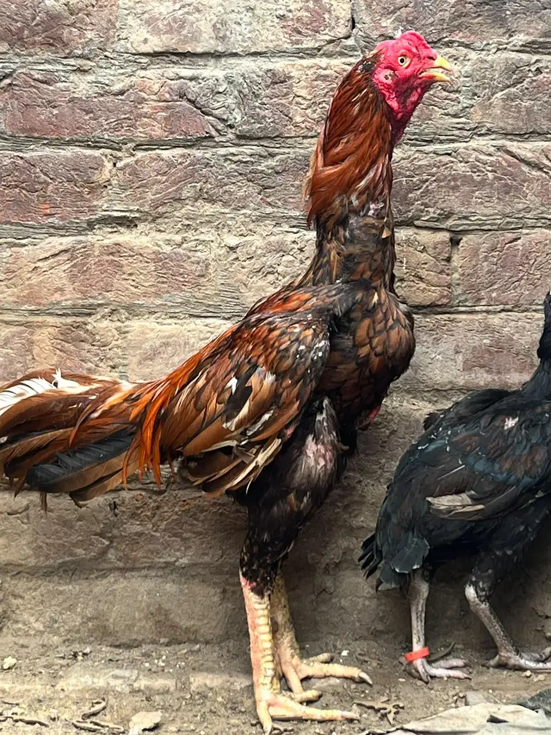 aseel hens — photo 7