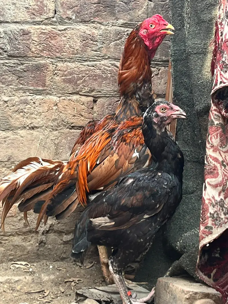 aseel hens — photo 8