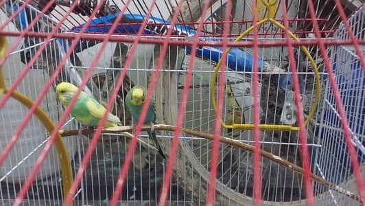 australian parrots