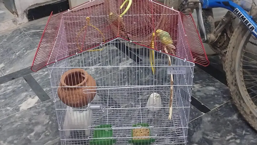 australian parrots — photo 2