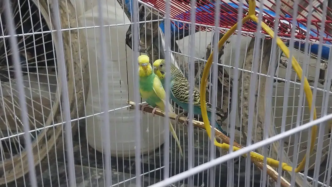 australian parrots — photo 4