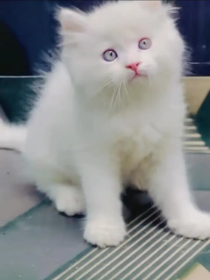 Persian kitten triple Qout. for. . sale my WhatsApp03493731440 — photo 2