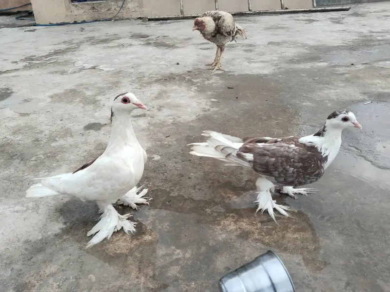 03168847236