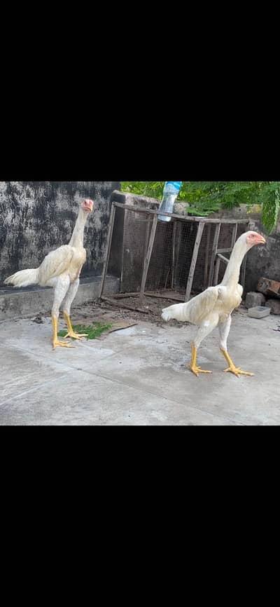 Paper white Show quality shamo pair 7 month age