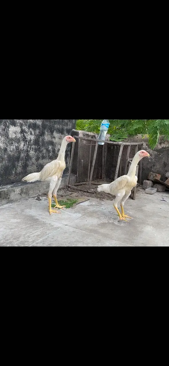 Show quality white  shamo pair 7 month age — photo 2
