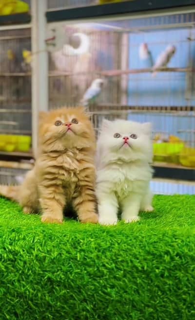 Persian kitten triple Qout. for. . sale my WhatsApp03493731440
