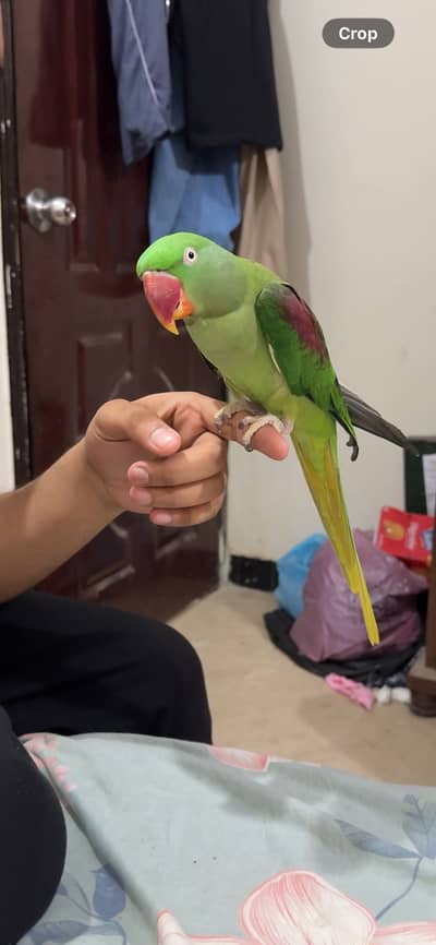 Kashmiri pahadi raw parrot