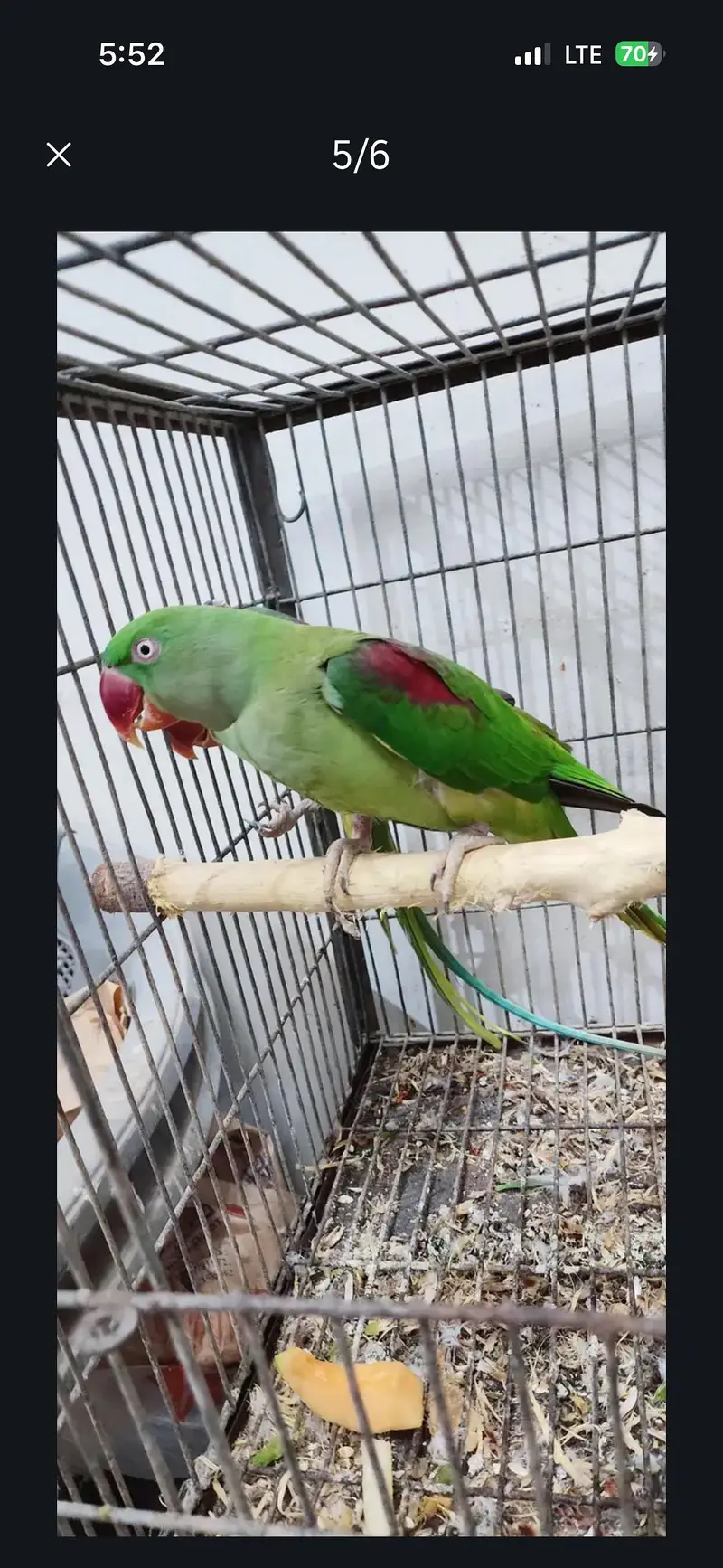 Kashmiri pahadi raw parrot — photo 2