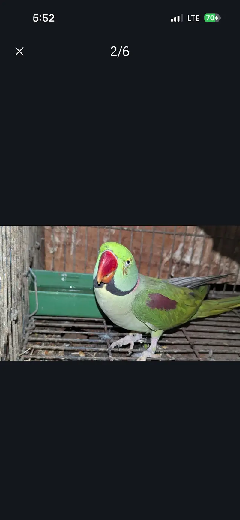 Kashmiri pahadi raw parrot — photo 3