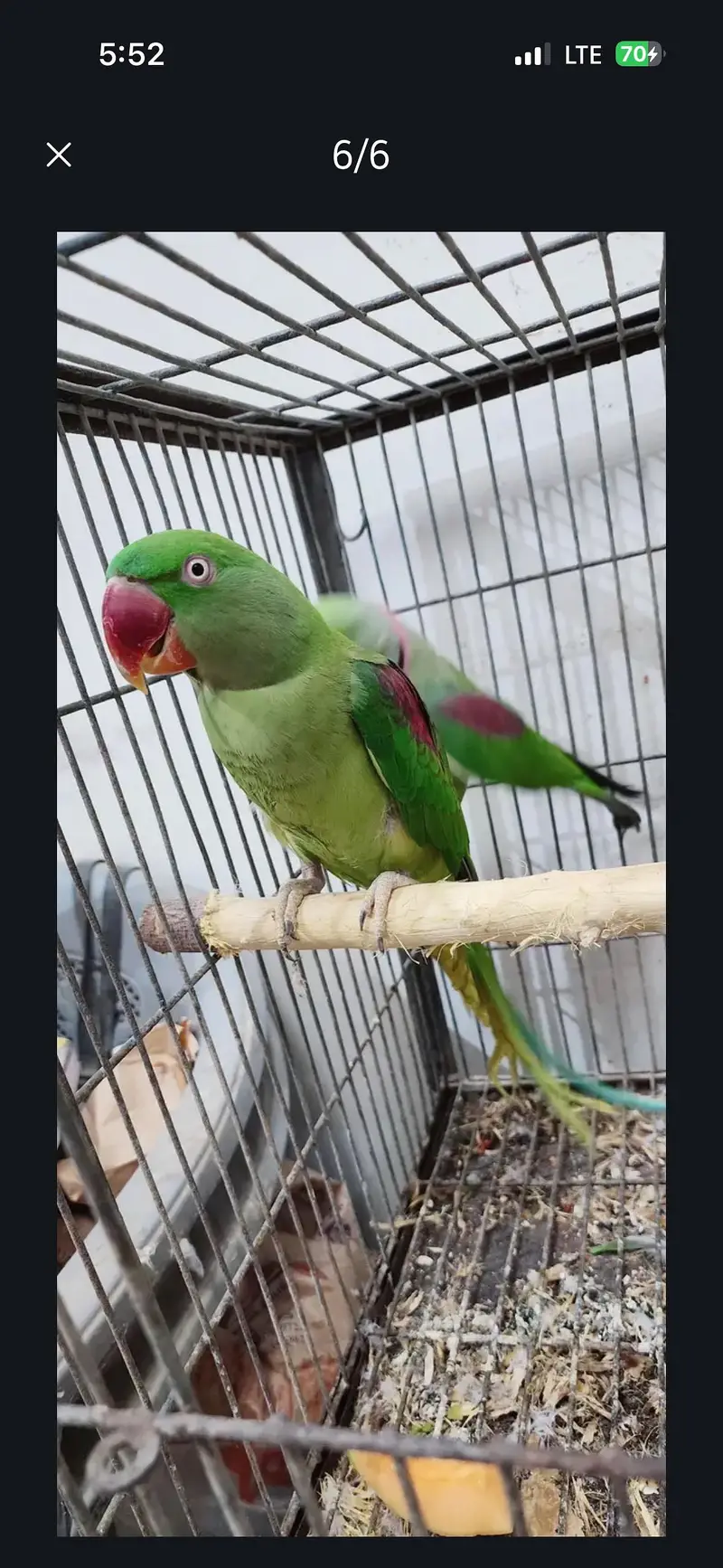 Kashmiri pahadi raw parrot — photo 4