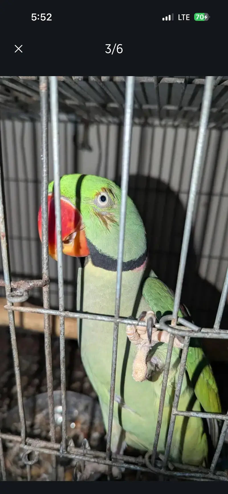 Kashmiri pahadi raw parrot — photo 5
