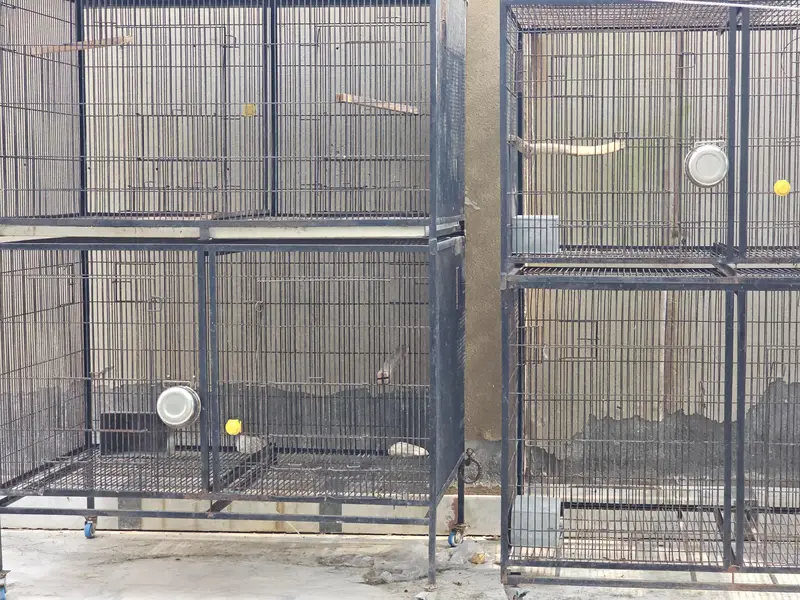 Double Postion Cages for big birds | Alexandrine | African Grey — photo 2