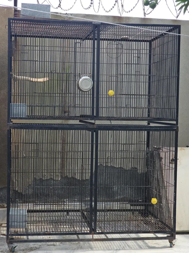 Double Postion Cages for big birds | Alexandrine | African Grey — photo 3