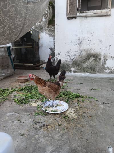 2 Healthy Egg Laying Hens for Sale | Anday Dene Wali Murghiyan
