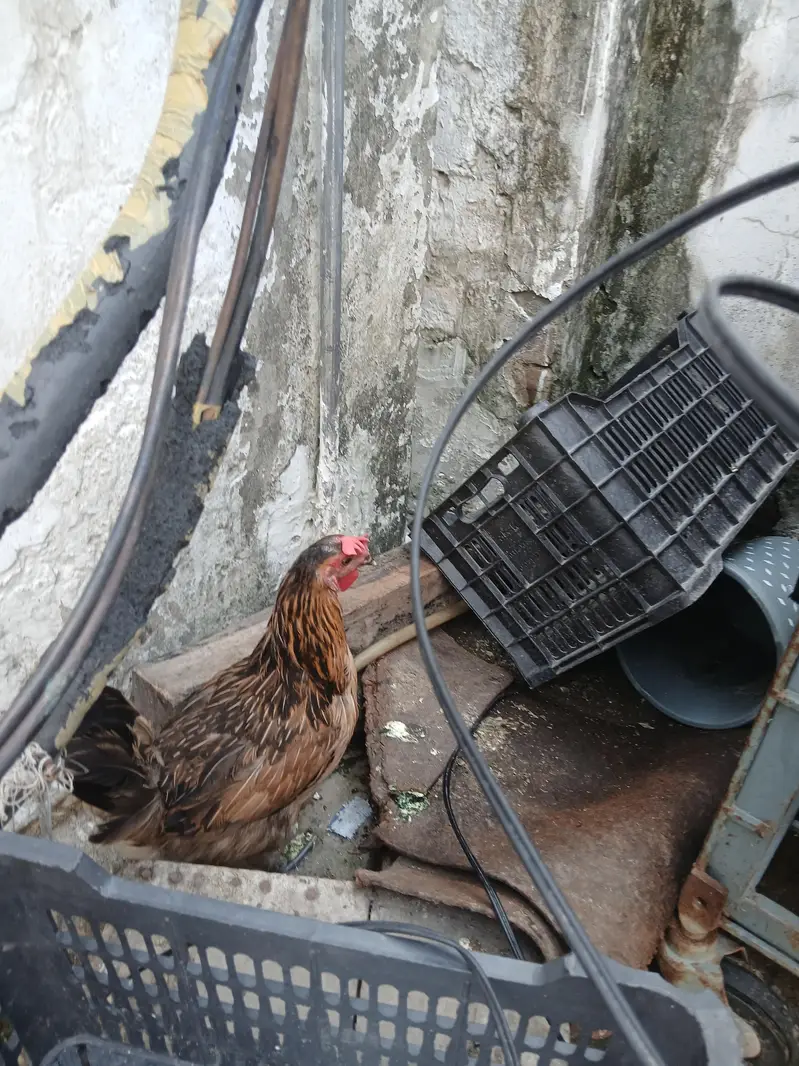 2 Healthy Egg Laying Hens for Sale | Anday Dene Wali Murghiyan — photo 2