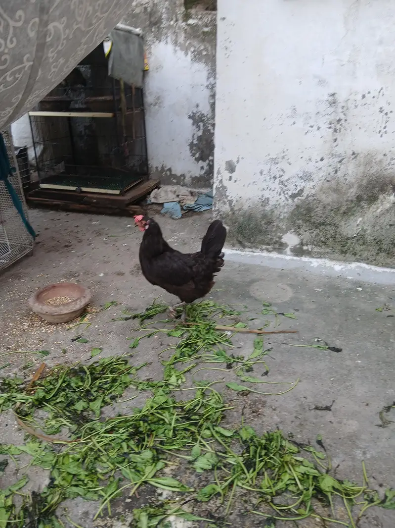 2 Healthy Egg Laying Hens for Sale | Anday Dene Wali Murghiyan — photo 3