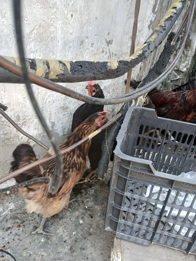 2 Healthy Egg Laying Hens for Sale | Anday Dene Wali Murghiyan — photo 4