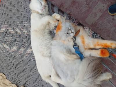 1 Gray cat for sale