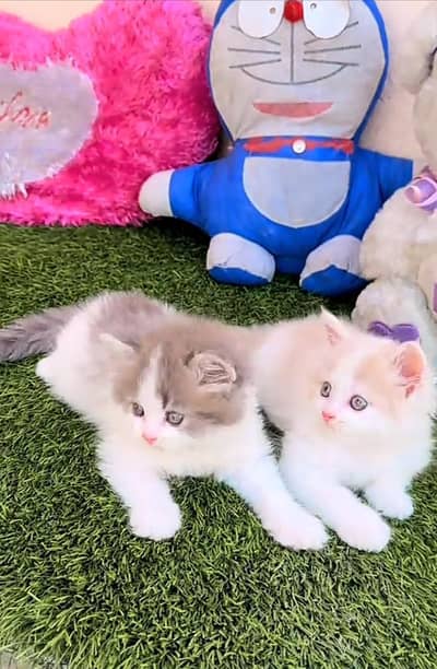 Persian kitten triple Qout. for. . sale my WhatsApp03493731440