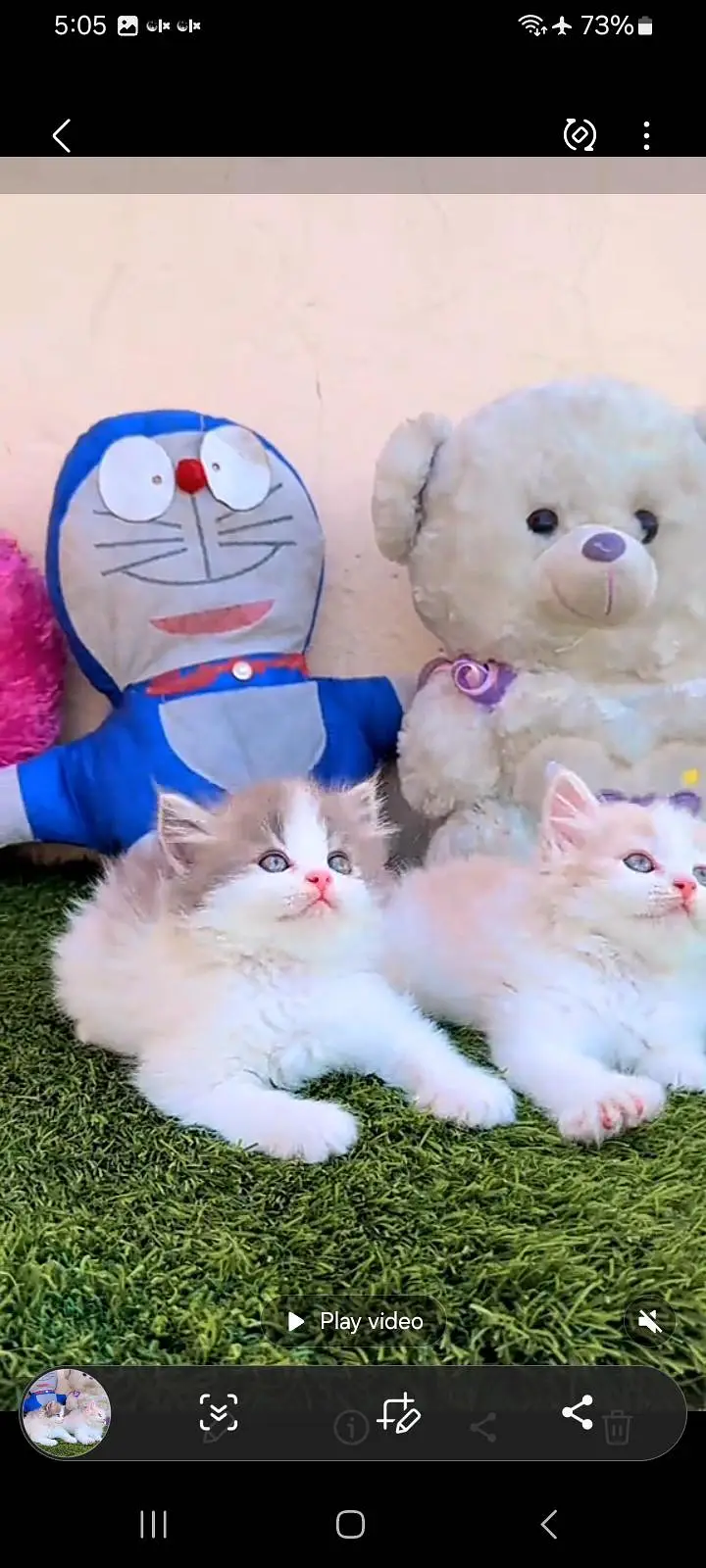 Persian kitten triple Qout. for. . sale my WhatsApp03493731440 — photo 2
