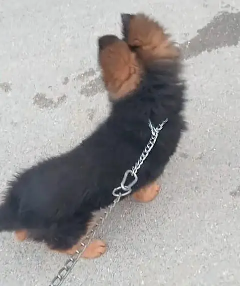 german shepherd puppies available for sale. 03073909212 — photo 2