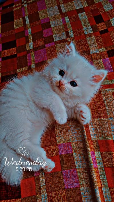 Cute White Persian Kitten for Sale