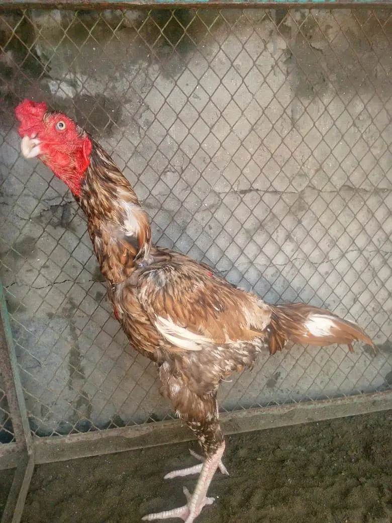 Aseel sajra patha — photo 2