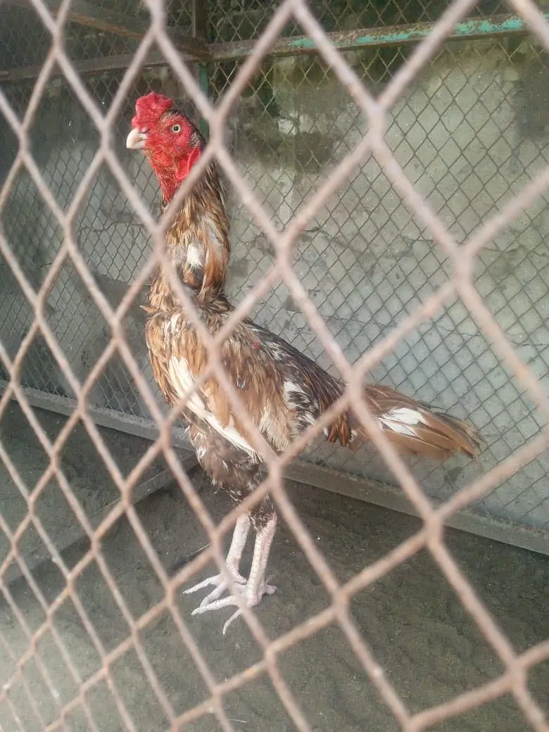 Aseel sajra patha — photo 3