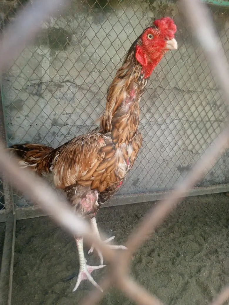 Aseel sajra patha — photo 4