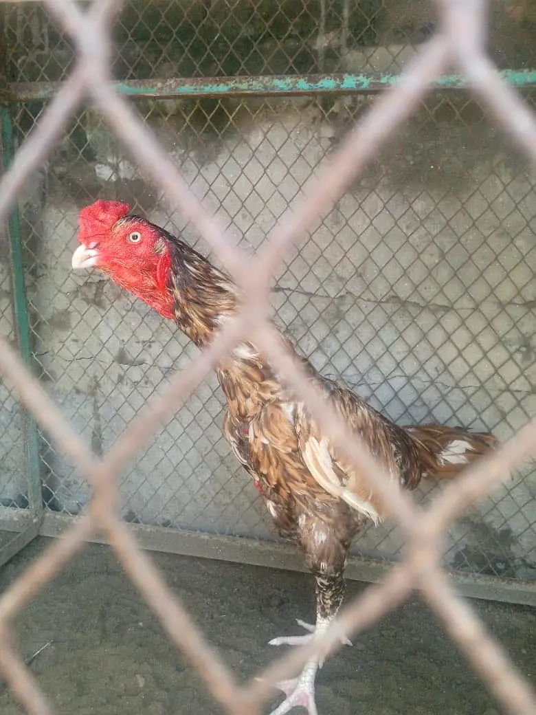 Aseel sajra patha — photo 5