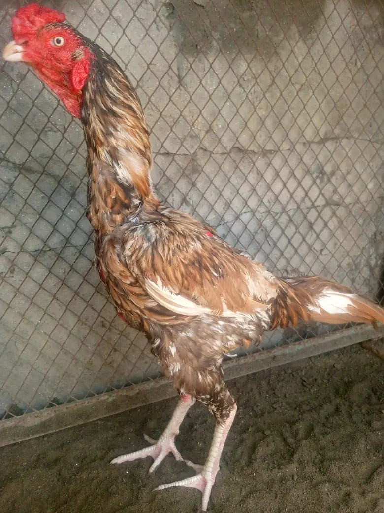 Aseel sajra patha — photo 6