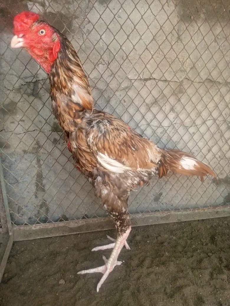Aseel sajra patha — photo 7