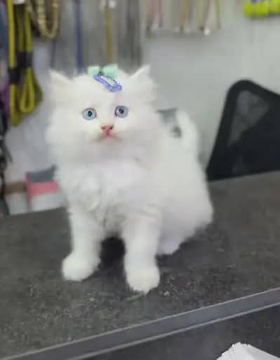 Persian female kitten for sale 03429704//074