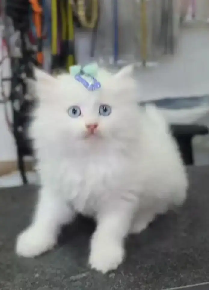 Persian female kitten for sale 03429704//074 — photo 2