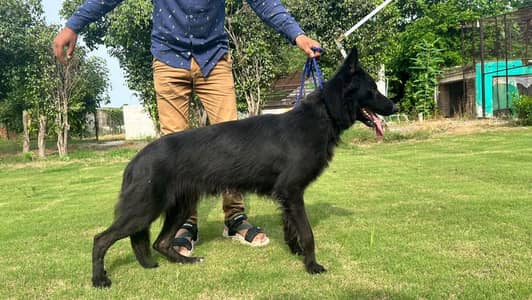 Black German shepherd long coated young breeder female