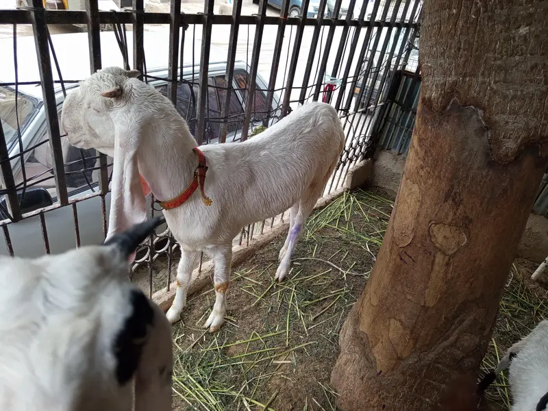 gulabi bakri for sale. 03202049121
