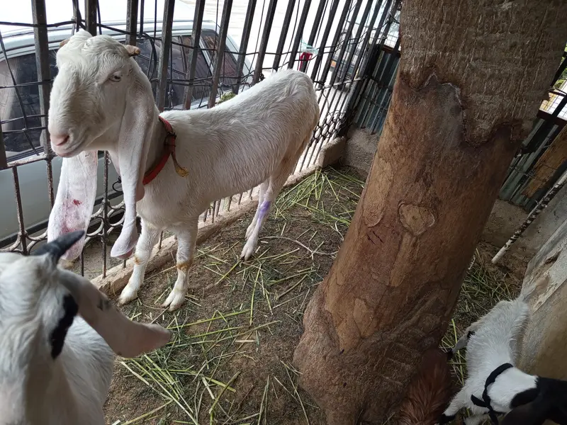gulabi bakri for sale. 03202049121 — photo 2