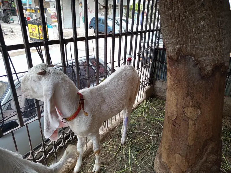 gulabi bakri for sale. 03202049121 — photo 3