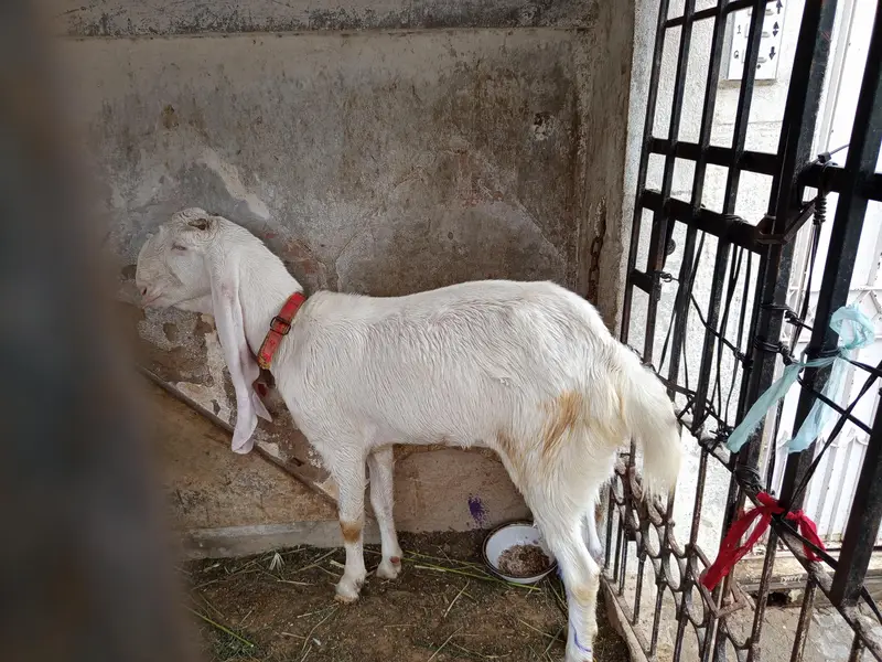 gulabi bakri for sale. 03202049121 — photo 4