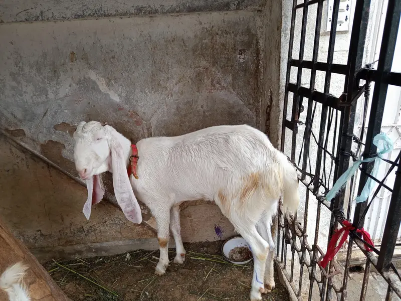 gulabi bakri for sale. 03202049121 — photo 5