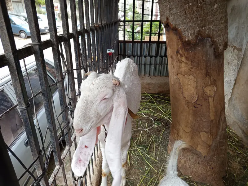gulabi bakri for sale. 03202049121 — photo 6