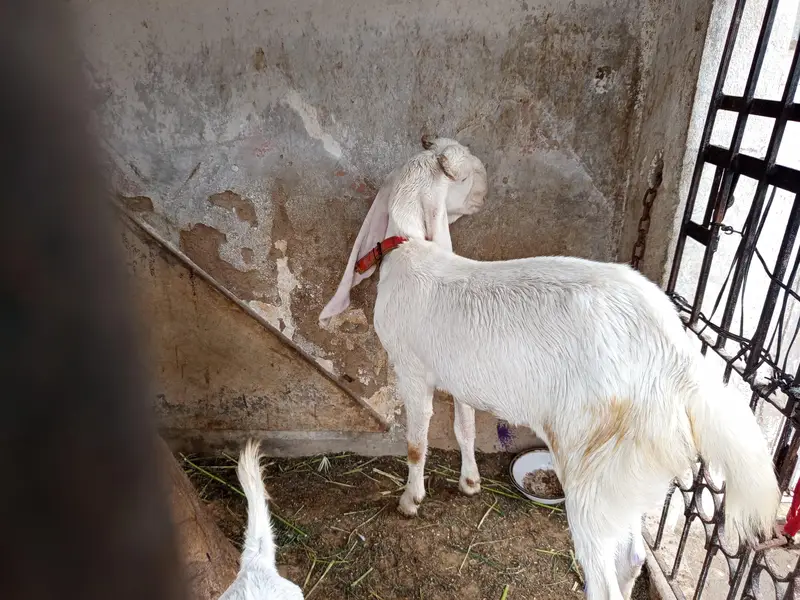gulabi bakri for sale. 03202049121 — photo 7
