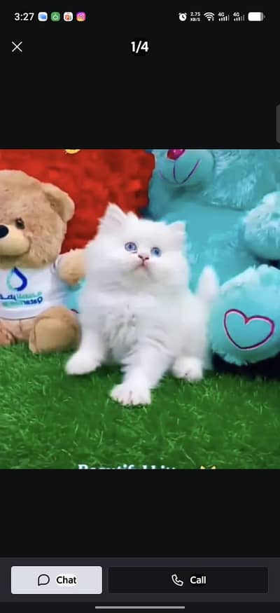 Persian kitten triple Qout. for. . sale my WhatsApp03493731440