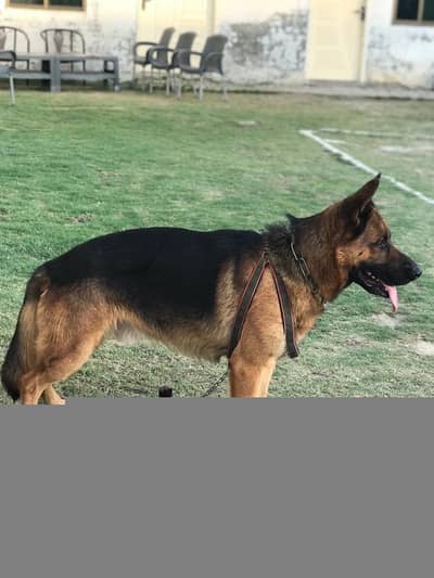 German shepherd