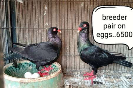 fancy pigeon | kabutar| Jacobin|  frillback saddle | amarican fantail|