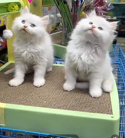 Persian kitten triple Qout. for. . sale my WhatsApp03493731440
