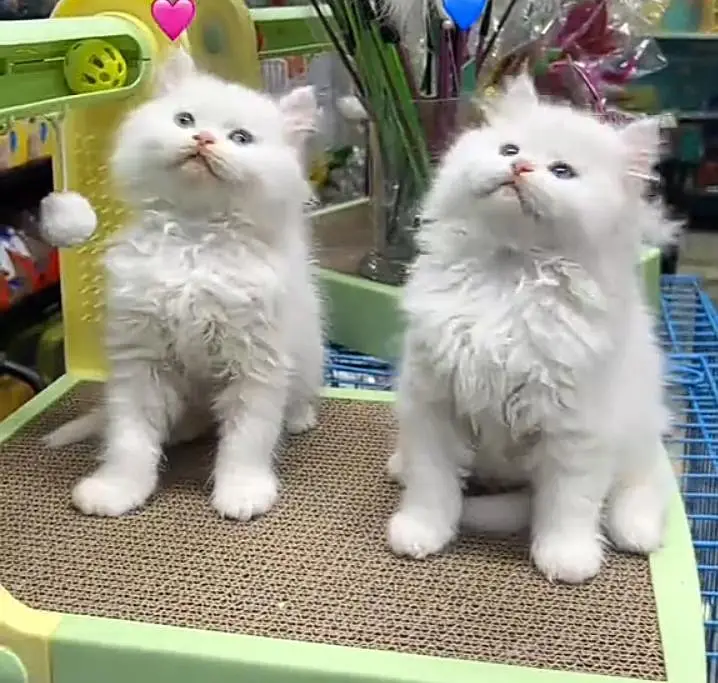 Persian kitten triple Qout. for. . sale my WhatsApp03493731440 — photo 2